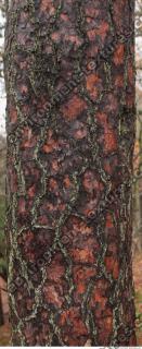 tree bark 0006